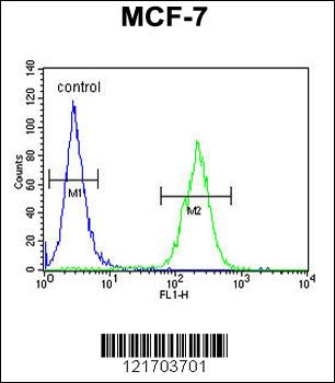DNAJA1 Antibody (Center)
