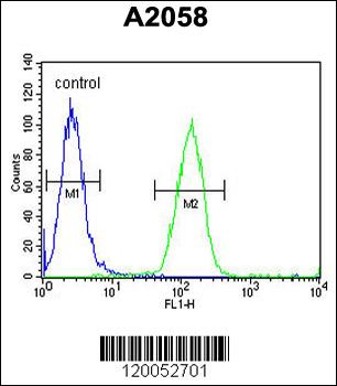 FOXC2 Antibody (Center S174)