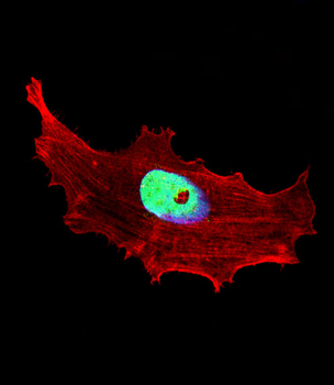 BHLH3 Antibody (N-term)