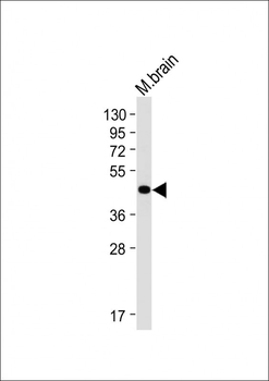 BHLH3 Antibody (N-term)
