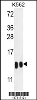 H4-K20 Antibody (N-term)