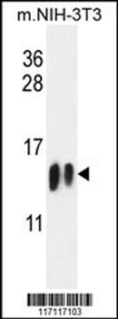 H4-K20 Antibody (N-term)