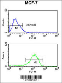 LSP1 Antibody (Center)