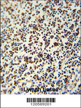 LSP1 Antibody (Center)