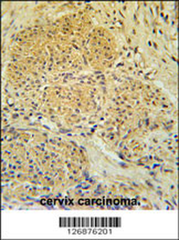 IPO7 Antibody (N-term)