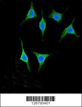 AMY2A Antibody (C-term)