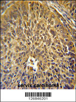 EIF3G Antibody (Center)