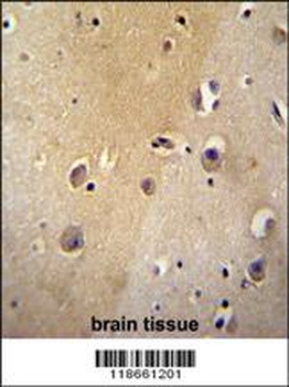 MYLIP Antibody (Center)
