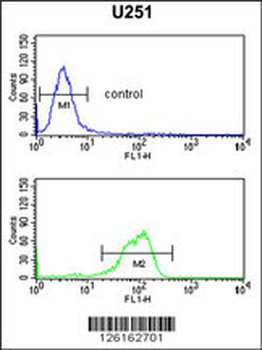 IL5RA Antibody (N-term)