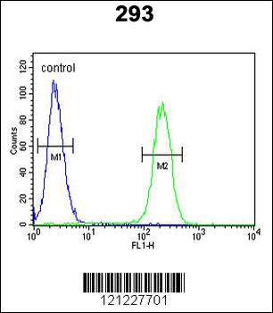 Roundabout 4 Antibody (N-term)