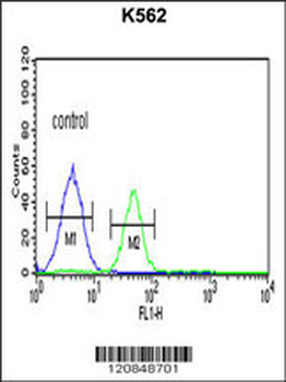 FOLH1 Antibody (Center)