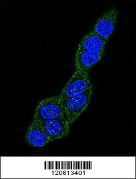 HSPA5 Antibody (Center)