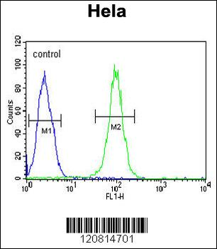 HSPA5 Antibody (C-term)