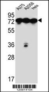 HSPA5 Antibody (C-term)