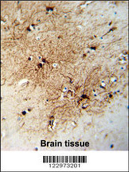 FABP7 Antibody (C-term)