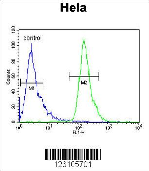 POTEH Antibody (N-term)