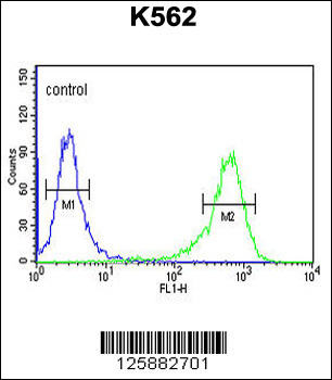 ATP2A1 Antibody (C-term)