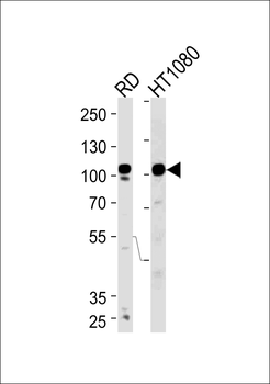 ATP2A1 Antibody (C-term)