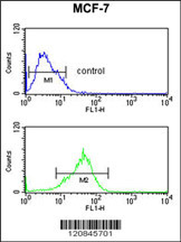 PRPF19 Antibody (N-term)
