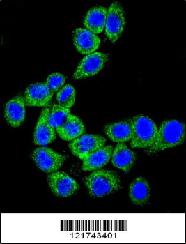 CD46 Antibody (C-term)