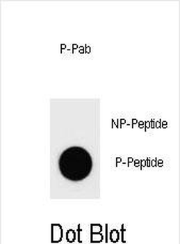 Phospho-TJP2(S978) Antibody