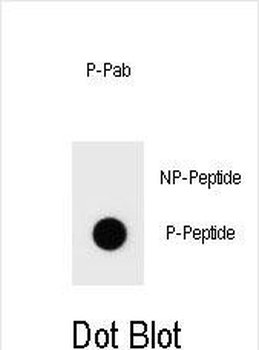 Phospho-mouse BAD(S134) Antibody