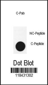 APG3(cleaved) Antibody