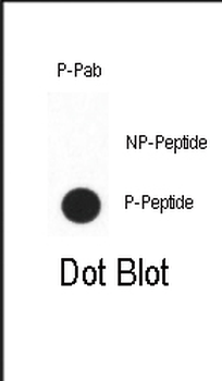 Phospho-CDX2(S283) Antibody