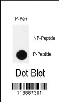 Phospho-IPF(T11) Antibody