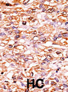 Phospho-p27Kip1(S178) Antibody