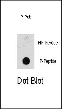 Bi-Phospho-MEK1(S218/222) Antibody