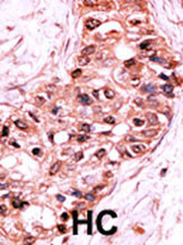 Phospho-Caspase 9(S196) Antibody