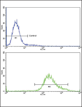 Klotho Antibody (C-term)