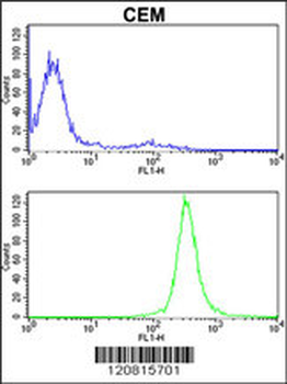 IMMT Antibody (Center)