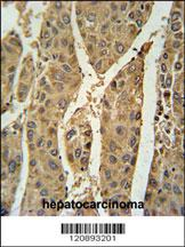 PRDX6 Antibody (Center)