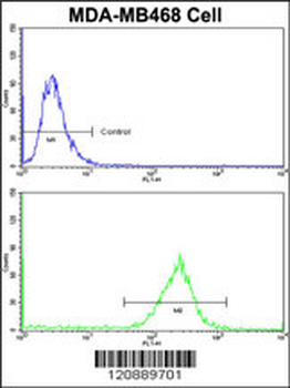 PRDX3 Antibody (N-term)