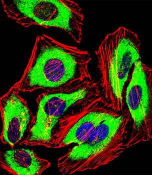 PRDX2 Antibody (C-term)