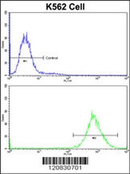 P4HB Antibody (C-term)