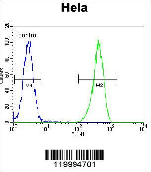 ENOA Antibody (N-term)