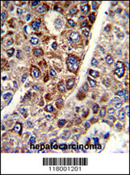 CD38 Antibody (C-term)