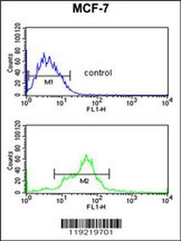 EBP1 Antibody (Center)