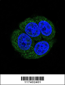 LTA4H Antibody (Center)