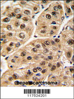 POLR1C Antibody (C-term)