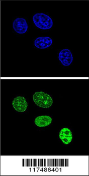 PCNA Antibody (C-term)