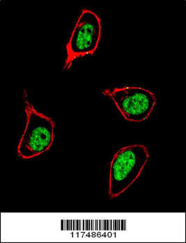 PCNA Antibody (C-term)