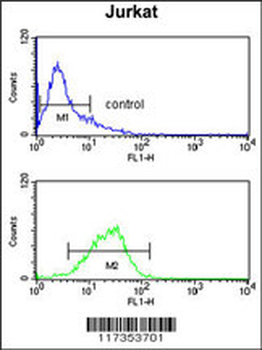 STIP1 Antibody (Center)