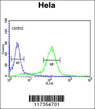 STIP1 Antibody (C-term)