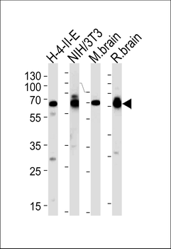 STIP1 Antibody (C-term)