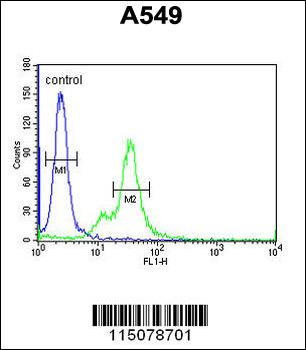 M6PR Antibody (C-term)