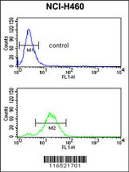 GADD45A Antibody (C-term)